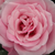 Rose - Rosiers floribunda - Milrose